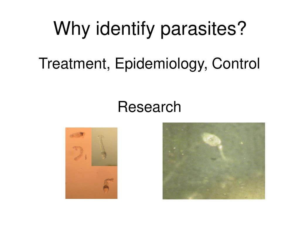 Why identify parasites