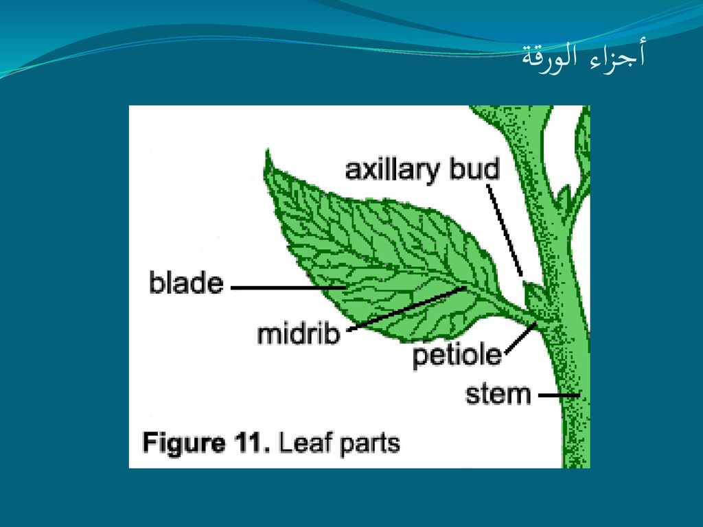 الورقـة الباب السادس. - ppt download