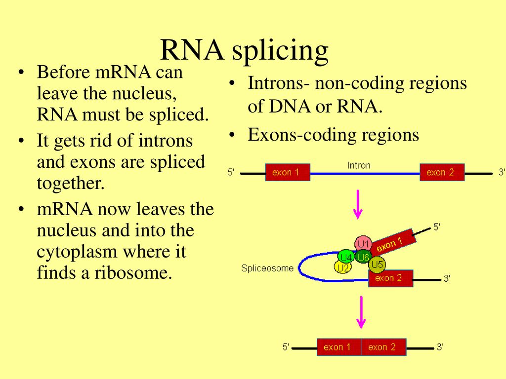 RNA splicing Before mRNA can leave the nucleus, RNA must be spliced.