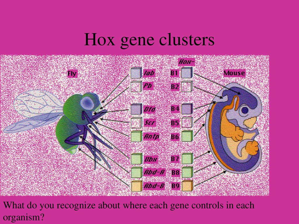 Hox gene clusters What do you recognize about where each gene controls in each organism