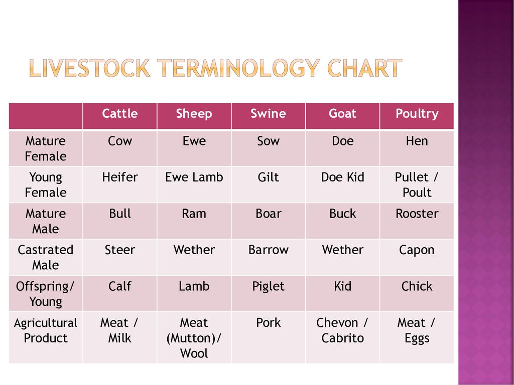Animal Terminology Chart