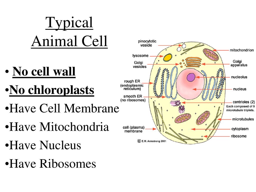 Why Does Animal Cells Have Mitochondria But No Chloroplasts
