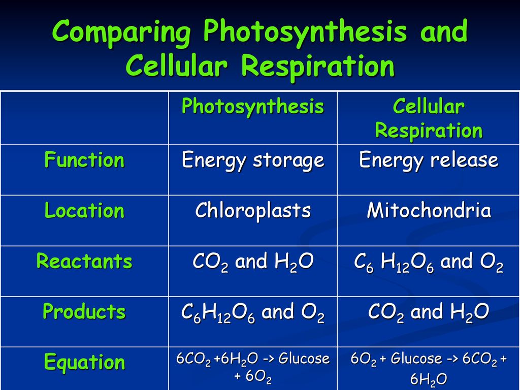 oxygen+ glucose carbon dioxide+ water +energy - ppt download