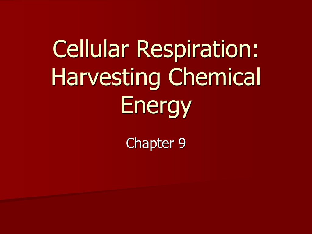 Cellular Respiration: Harvesting Chemical Energy - ppt download