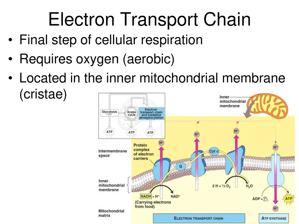electron transport chain steps