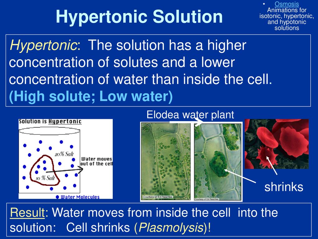 Osmosis Animations for isotonic, hypertonic, and hypotonic solutions