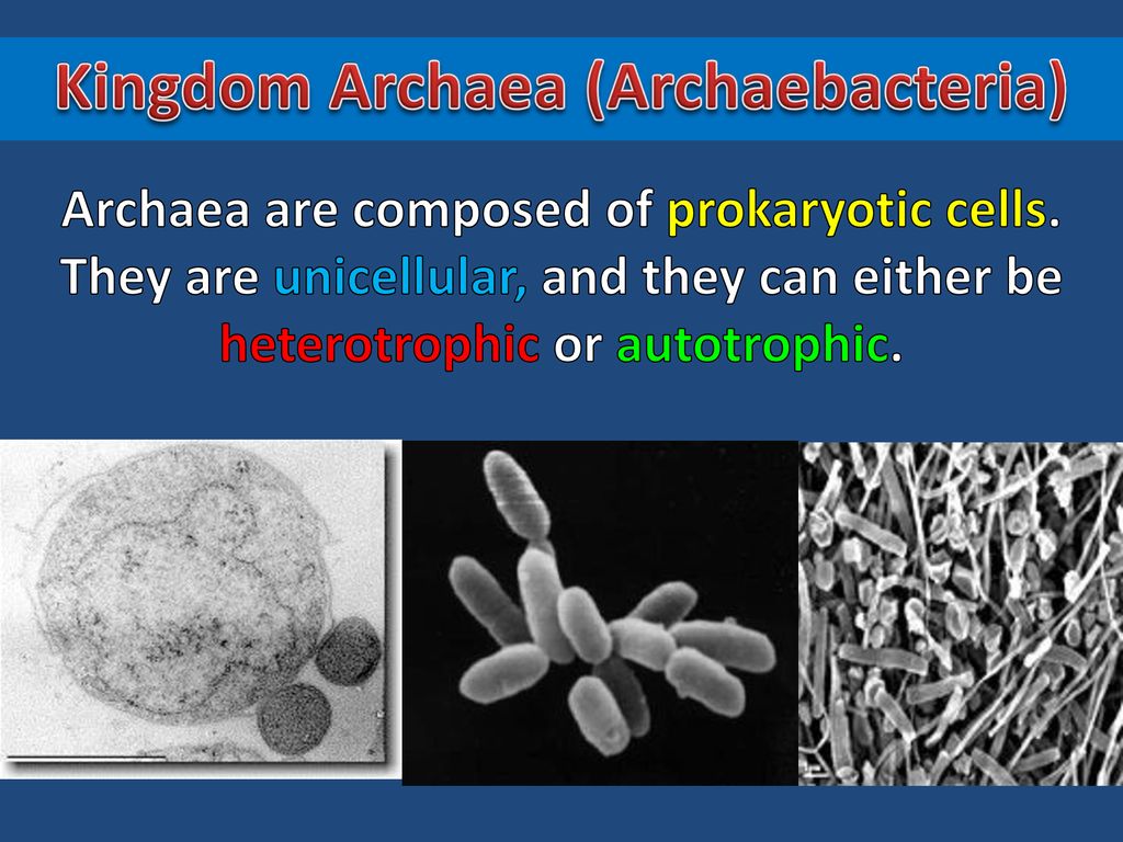 Identifying Kingdoms ppt download