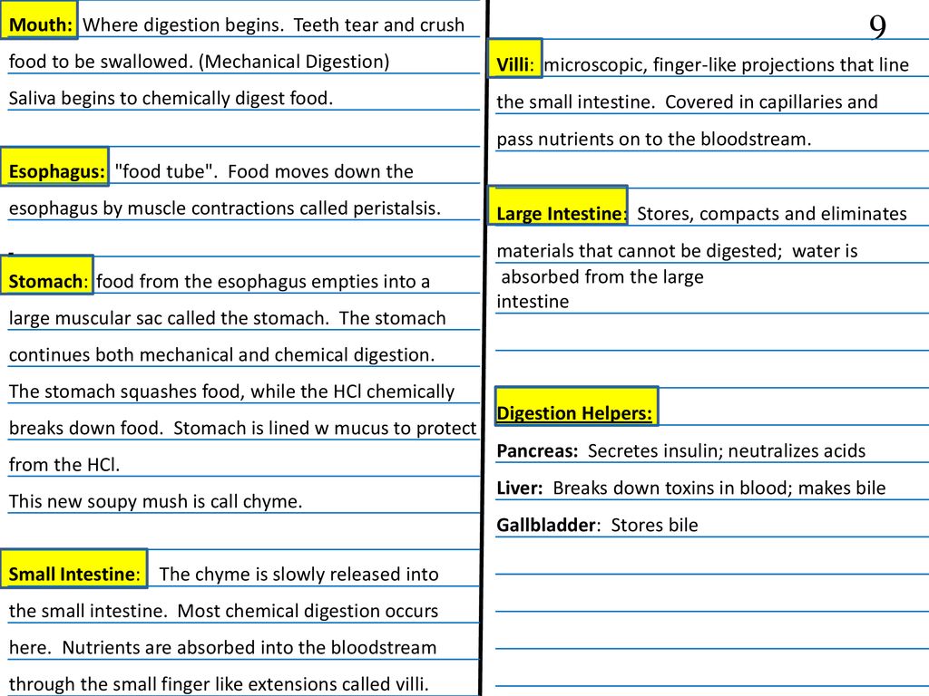 Color label and paste the digestive system ppt download