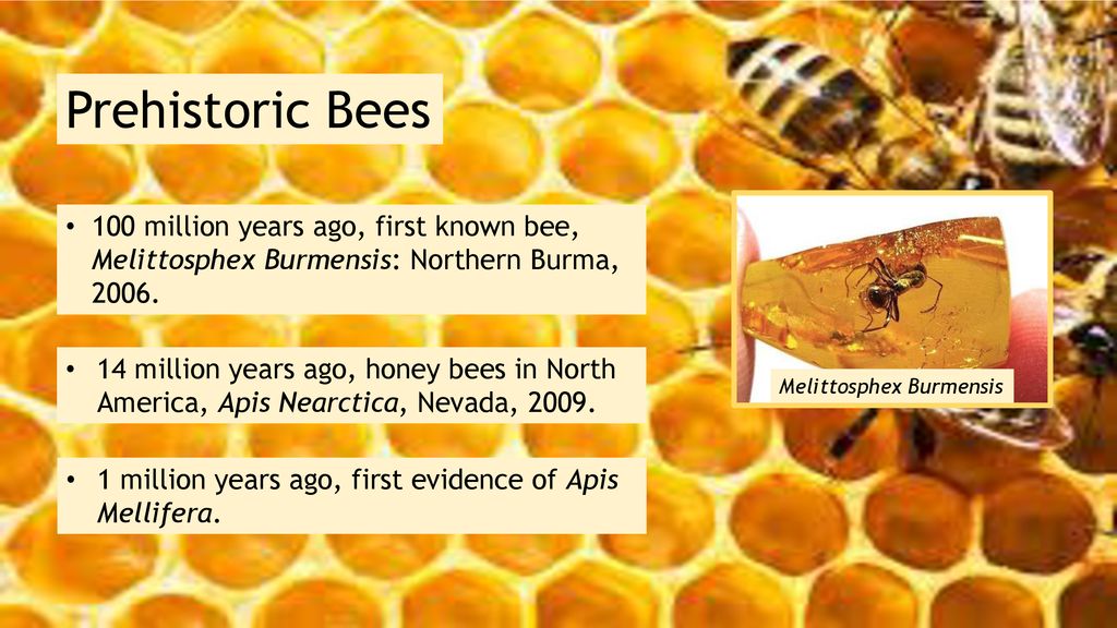 1. History of Bee keeping-1.pptx