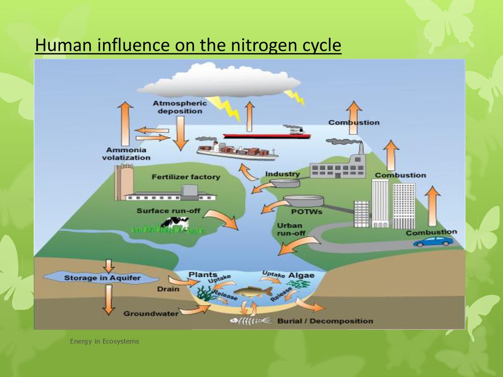 Human Influence On The Nitrogen Cycle - Ppt Download