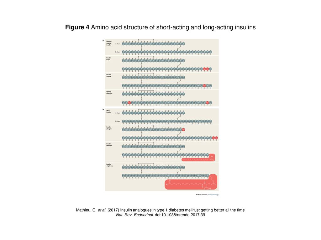 Figure 4 amino acid structure of short acting and long acting insulins