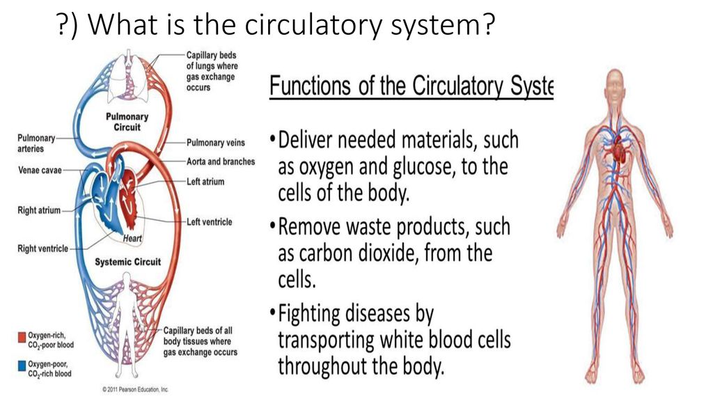 ?) What is the integumentary system? Biology Diagrams