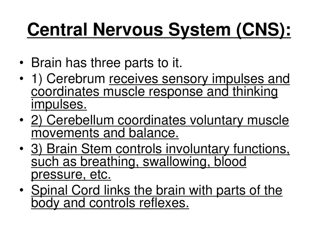 Integumentary, Skeletal, Muscular, and Nervous Systems - ppt download