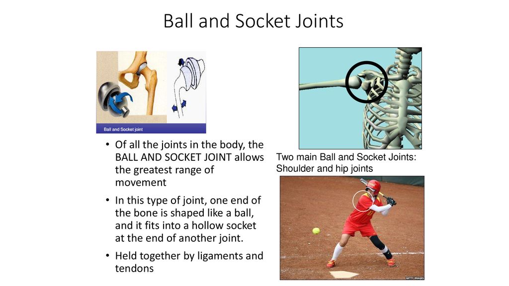 Joints And Movement Unit 4 Skeletal System Ppt Download