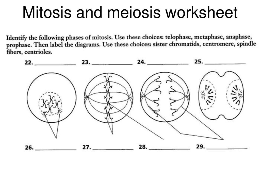 31 Label The Phases Of Meiosis Worksheet Answers Labels Database 2020