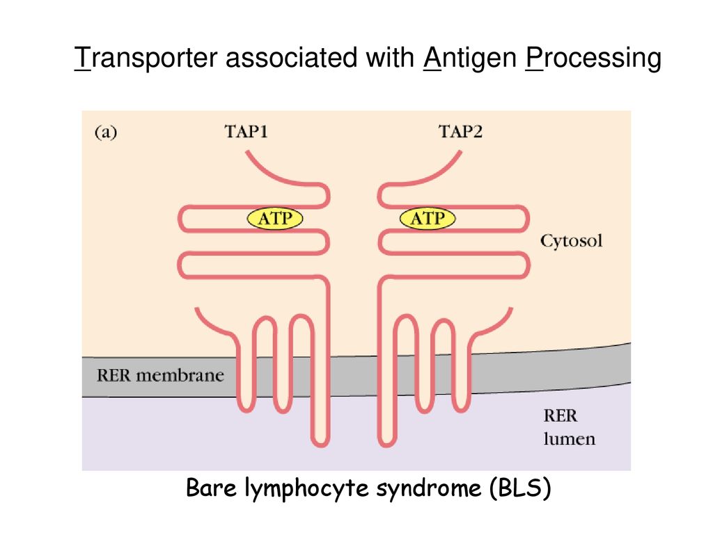 Transporter associated with Antigen Processing