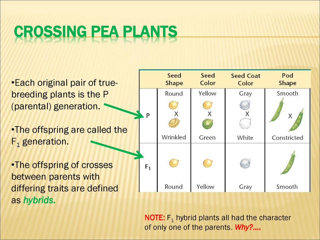 Genetics Ppt Download