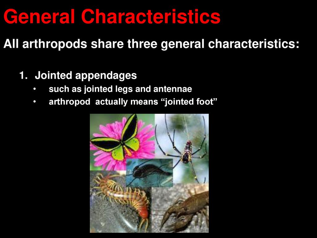 PHYLUM ARTHROPODA Largest phylum of the animal kingdom - ppt download