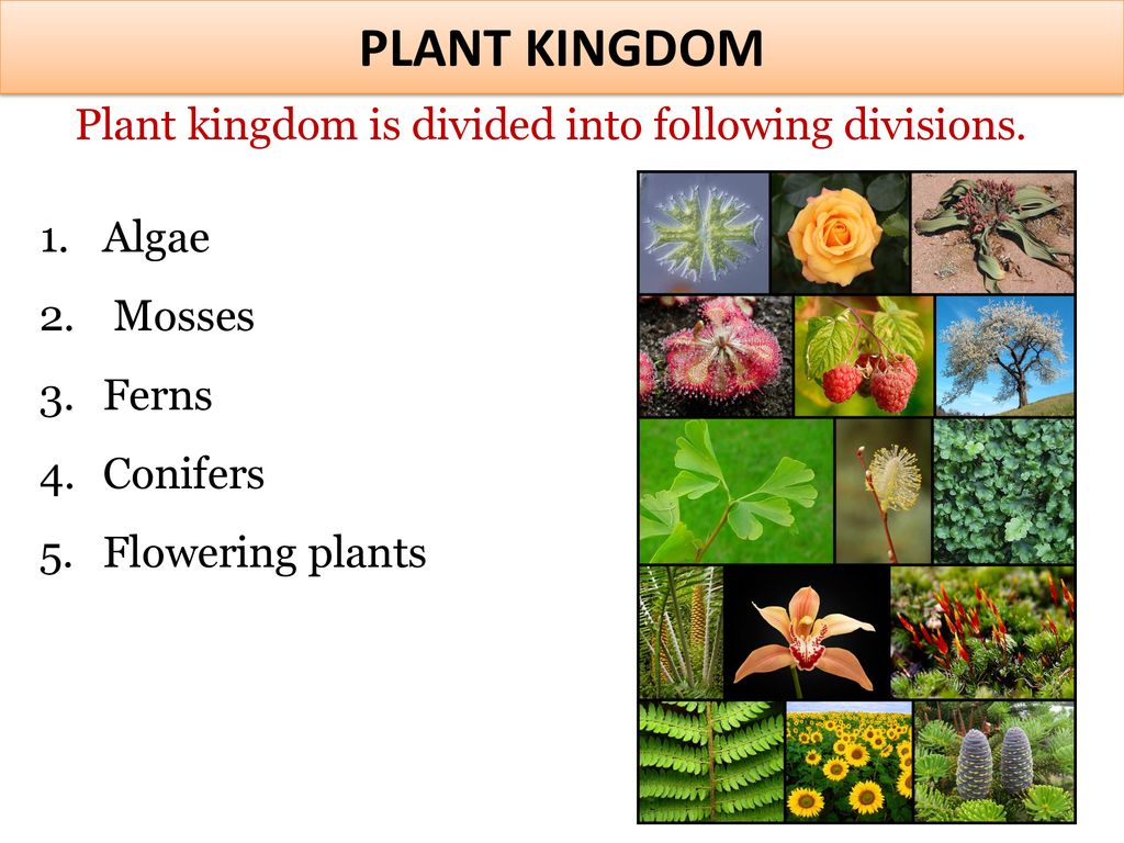 Plant Kingdom Plant Kingdom Is Divided Into Following Divisions Algae Ppt Download
