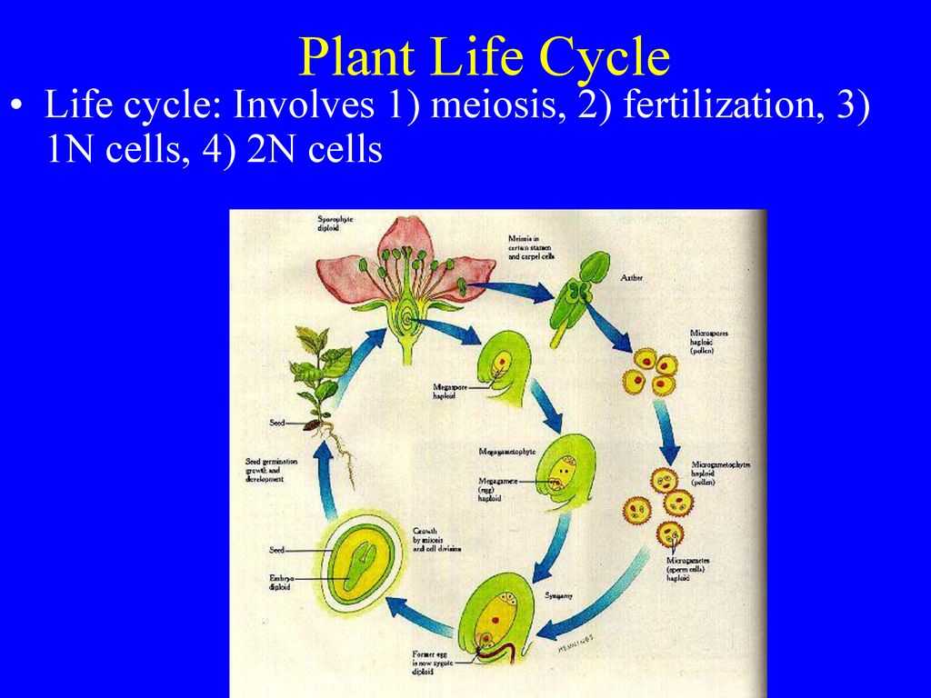 Ch 7 Plant Growth And Reproduction Ppt Download