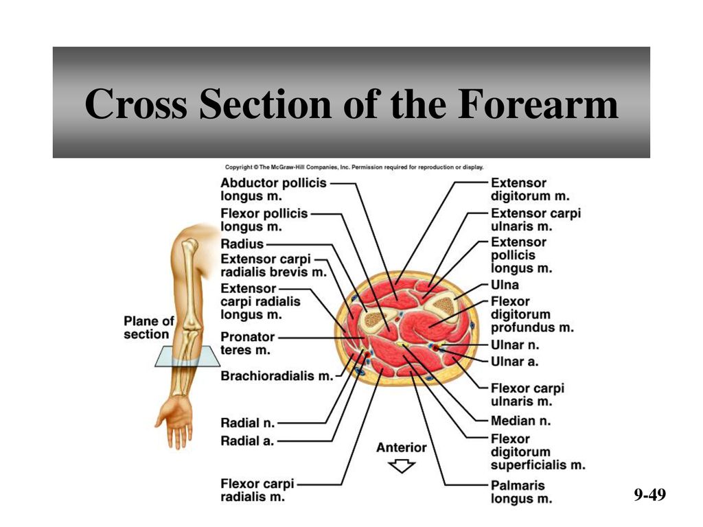 Cross Section of the Forearm