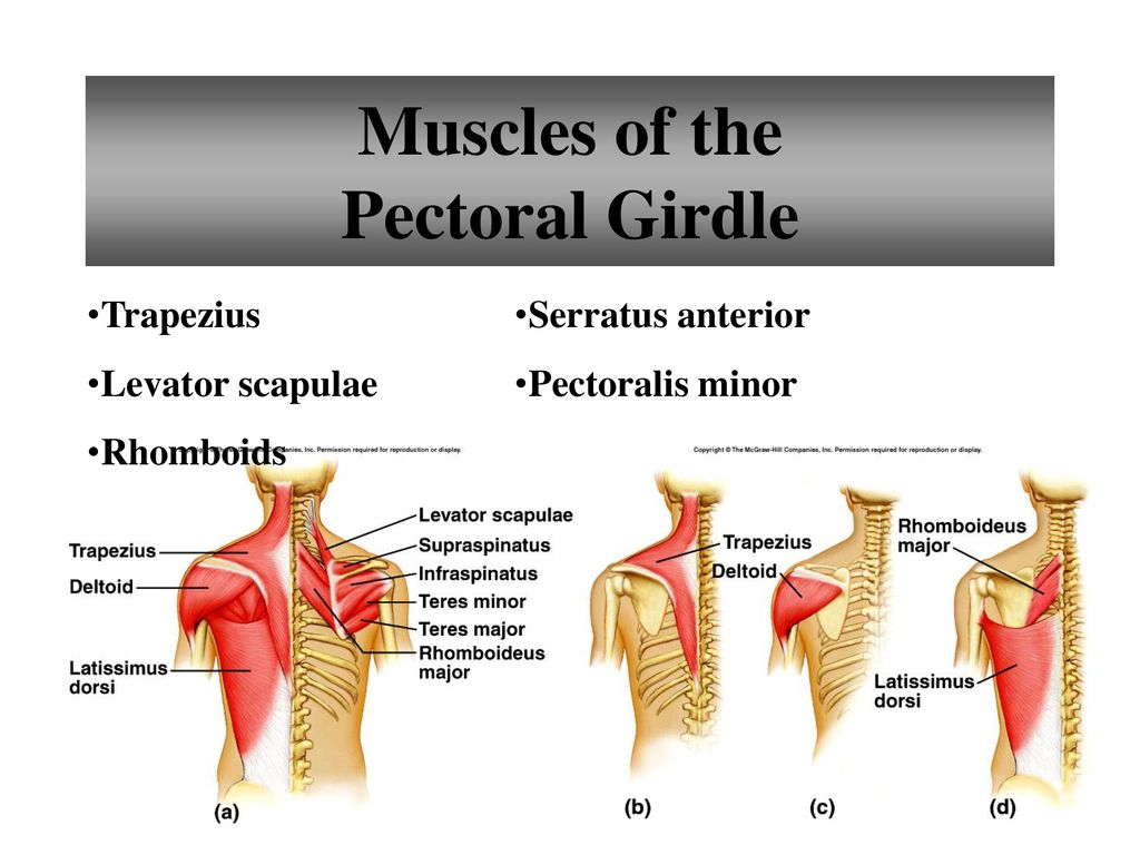 Muscles of the Pectoral Girdle