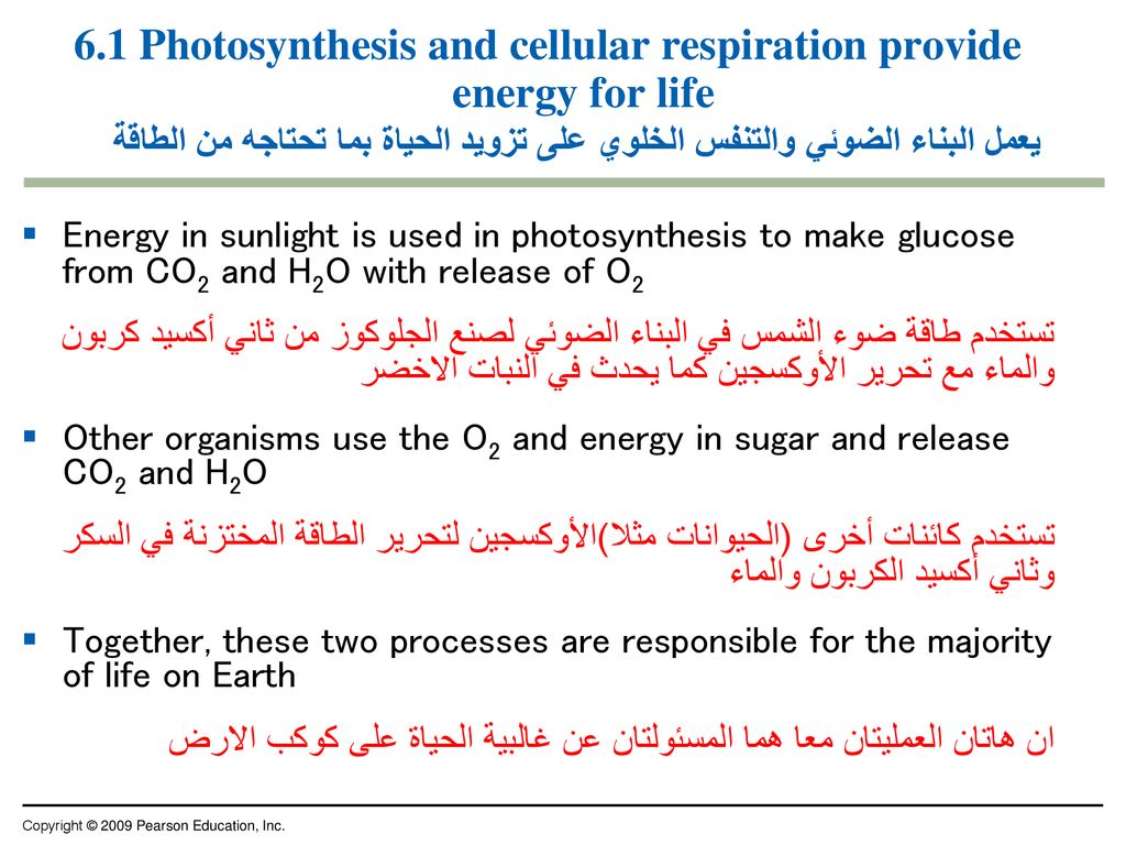 The Working Cellالخلية العاملة Ppt Download