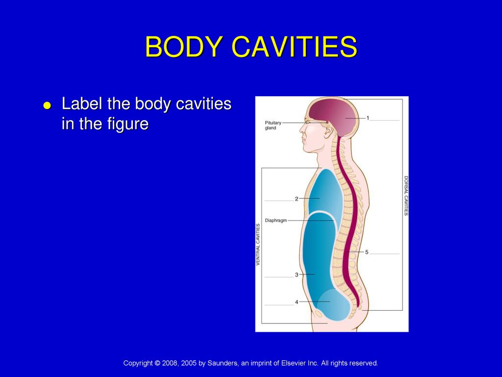 BODY CAVITIES Label the body cavities in the figure