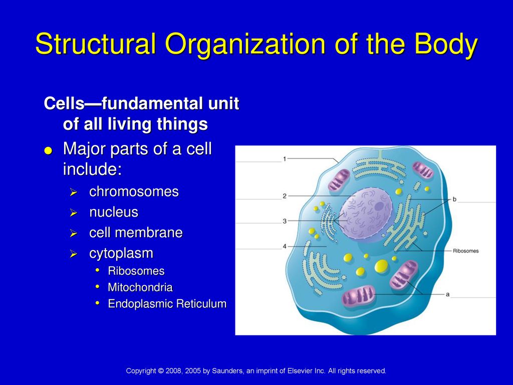 Structural Organization of the Body
