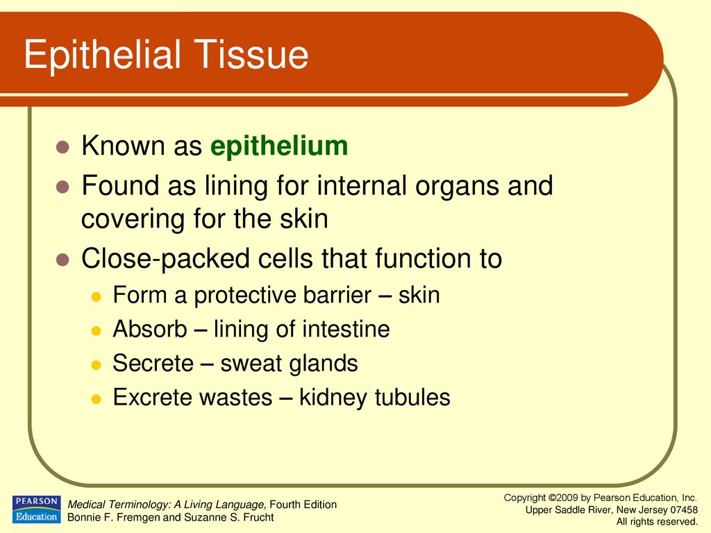 Epithelial Tissue Known as epithelium