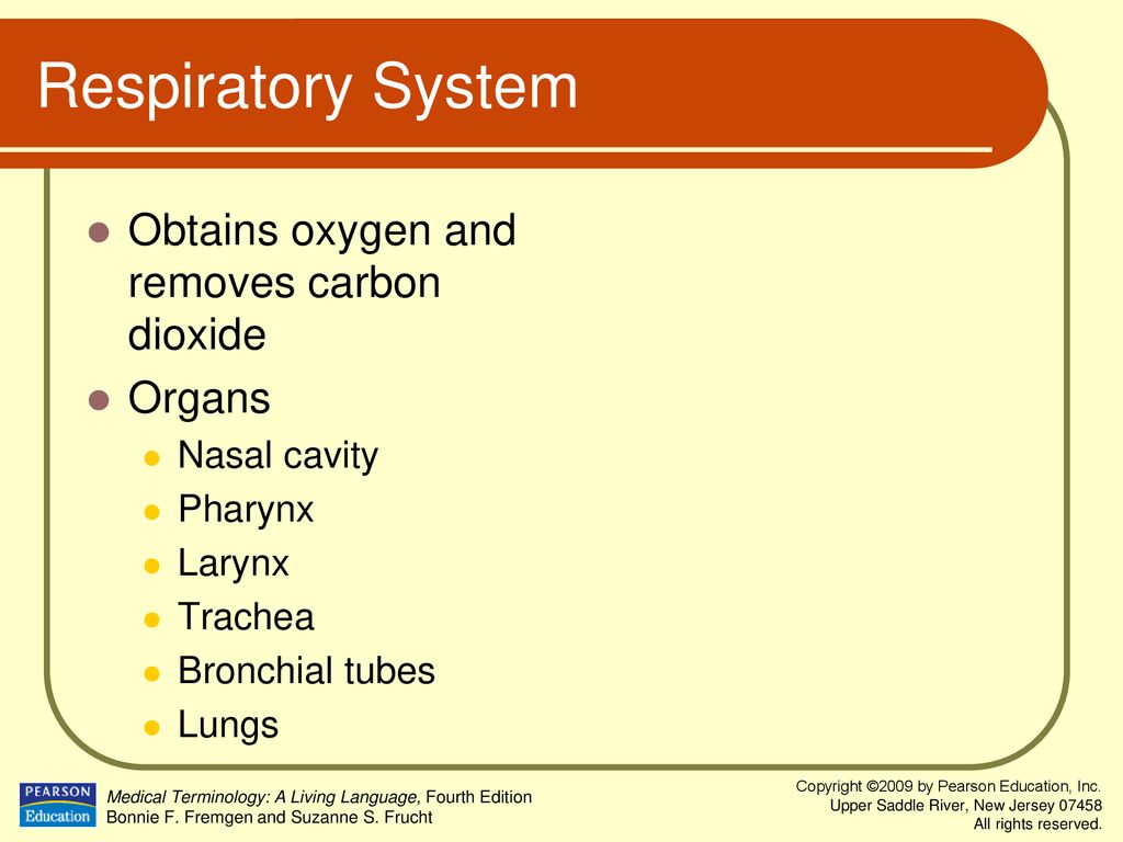 Respiratory System Obtains oxygen and removes carbon dioxide Organs