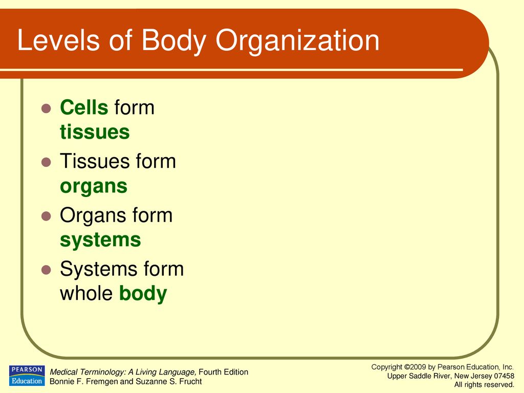 Levels of Body Organization