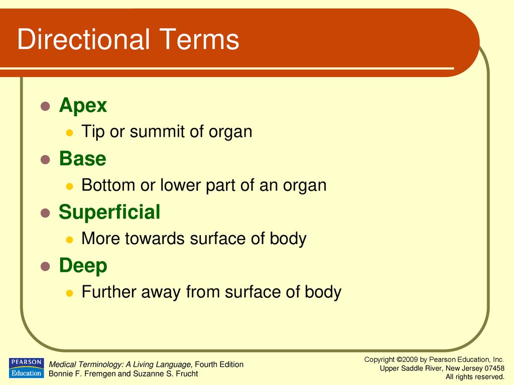 Directional Terms Apex Base Superficial Deep Tip or summit of organ