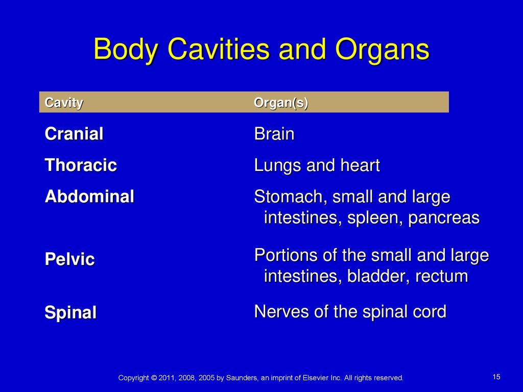 Body Cavities and Organs