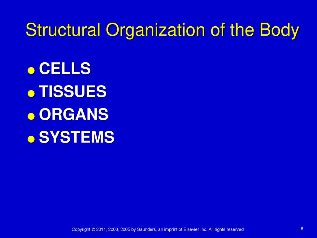 Structural Organization of the Body