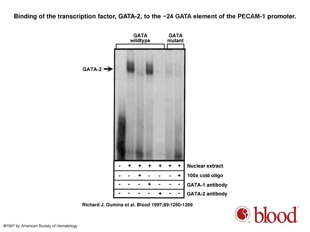 Binding of the transcription factor, GATA-2, to the −24 GATA element of the PECAM-1 promoter.