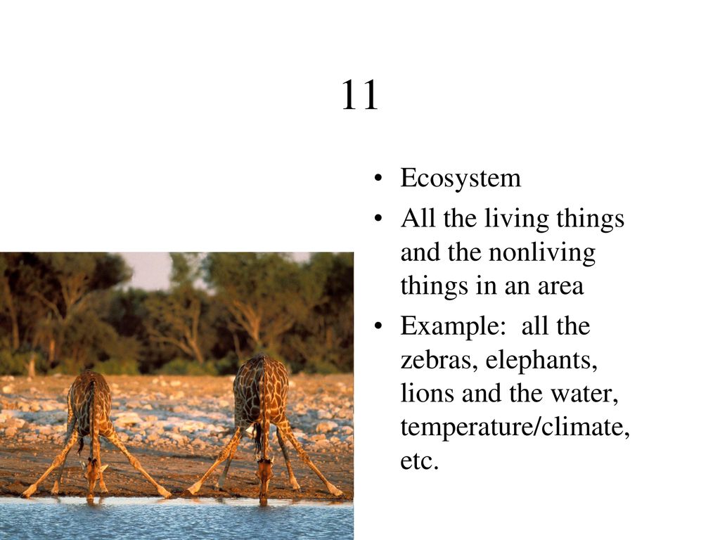 11 Ecosystem All the living things and the nonliving things in an area