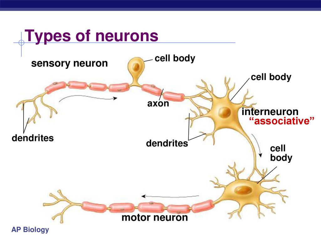 Nervous Systems Brain Development ppt download