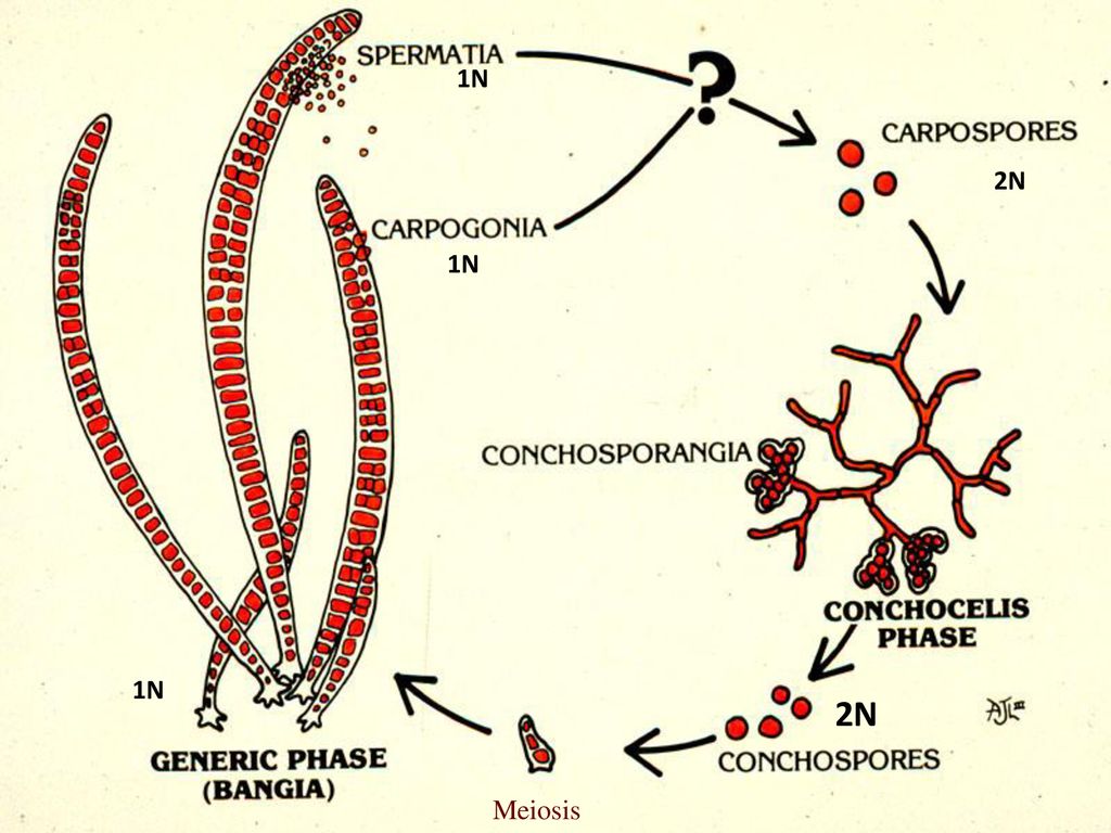 Жизненные стадии водорослей. Цикл развития красных водорослей схема. Бангия водоросль. Жизненный цикл красных водорослей. Жизненный цикл красных водорослей схема.