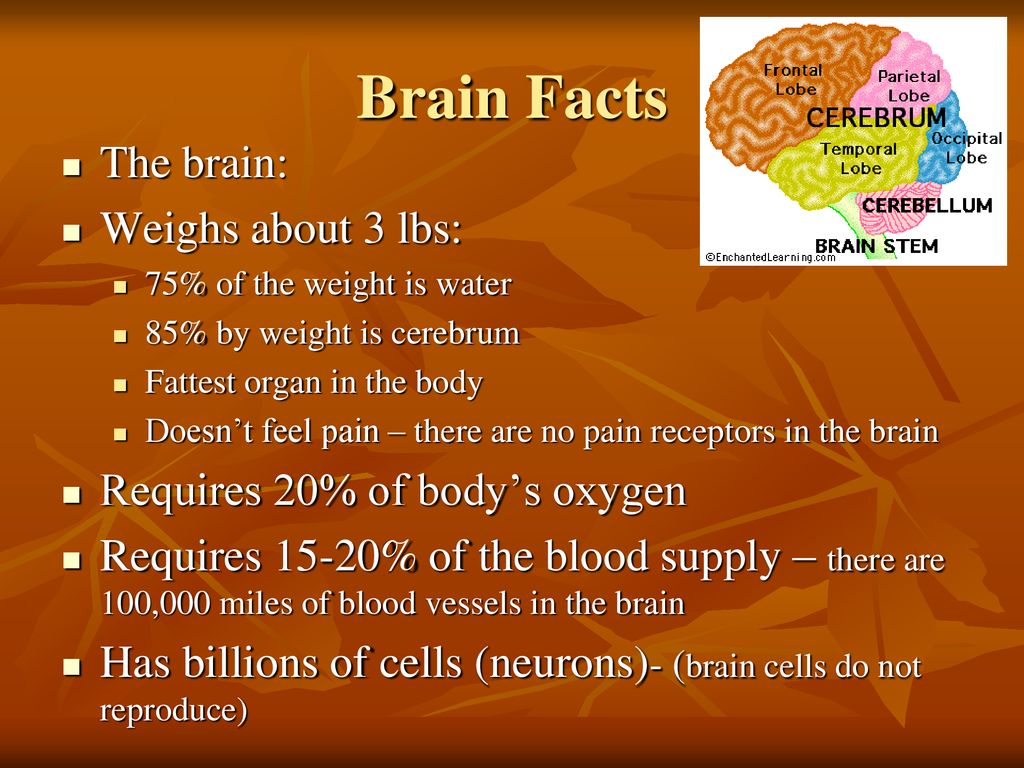 Brain Function And Head Injuries - Ppt Download