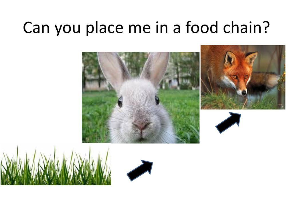 ODD ONE OUT PRESS SLIDE SHOW Biology Diagrams