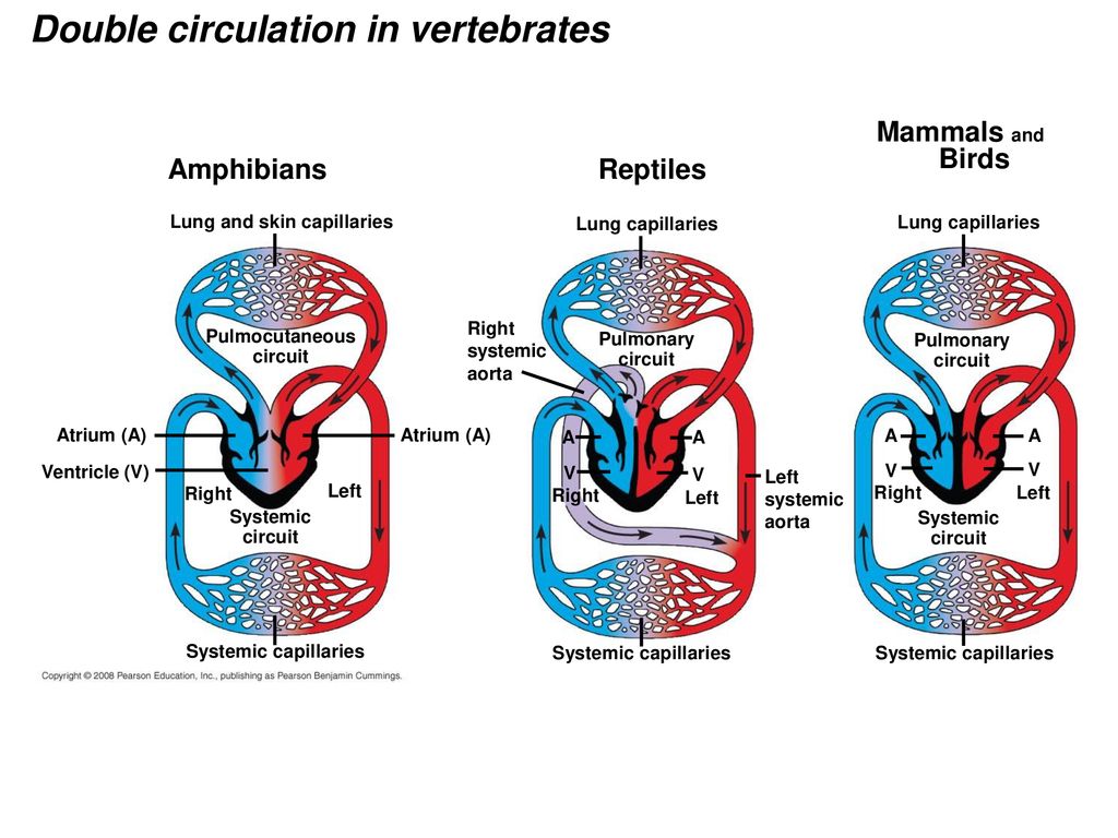 Circulation. Double Circulatory System. Double Circulatory System Fish.