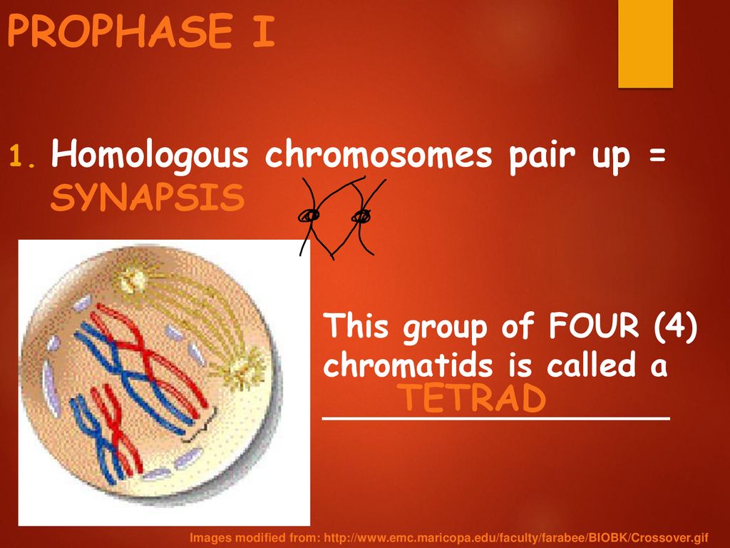 PROPHASE I Homologous chromosomes pair up = SYNAPSIS TETRAD