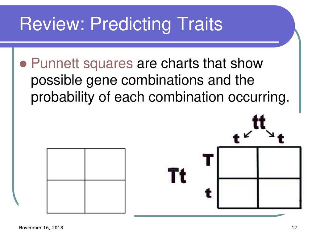 Chart That Shows Possible Gene Combinations