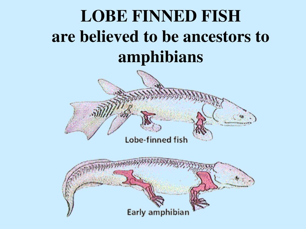 Lobe Fish Diagrams Wiring Diagram