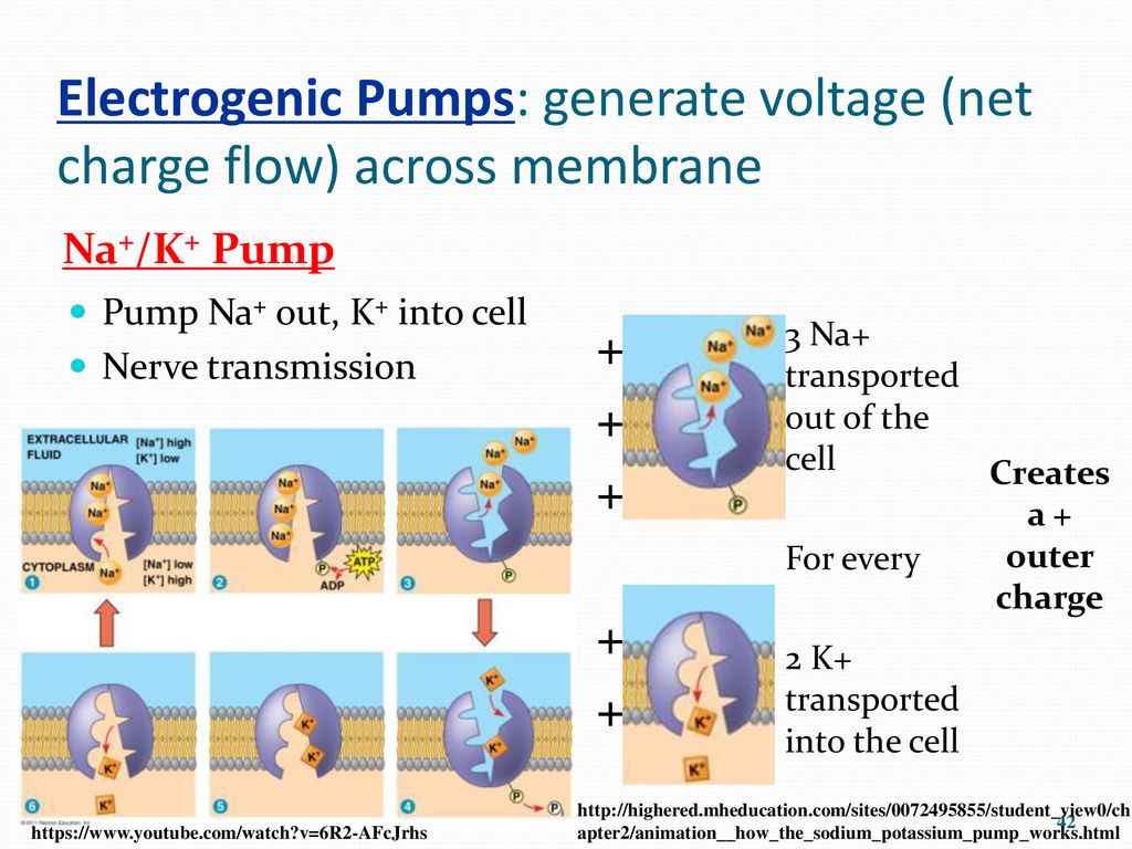 Chapter 7 Warm Up 1 Is The Plasma Membrane Symmetrical Why Or