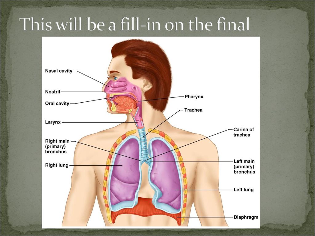 Пищевод бронхи. Дыхательная система человека. Дыхательная система человека фото. The Organs of Respiratory System are. Верхняя дыхательная система человека.