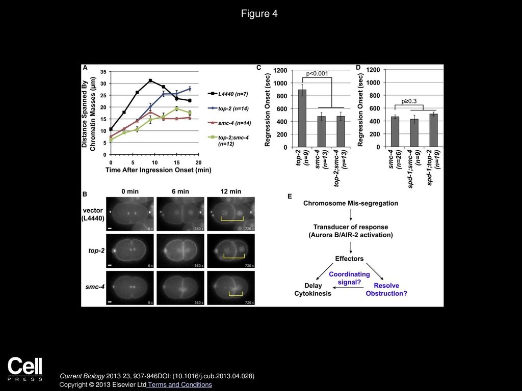 Figure 4 Quantification of the Extent of Chromosome Separation and the Onset of the Cleavage-Furrow Regression in One-Cell P0 Blastomeres.