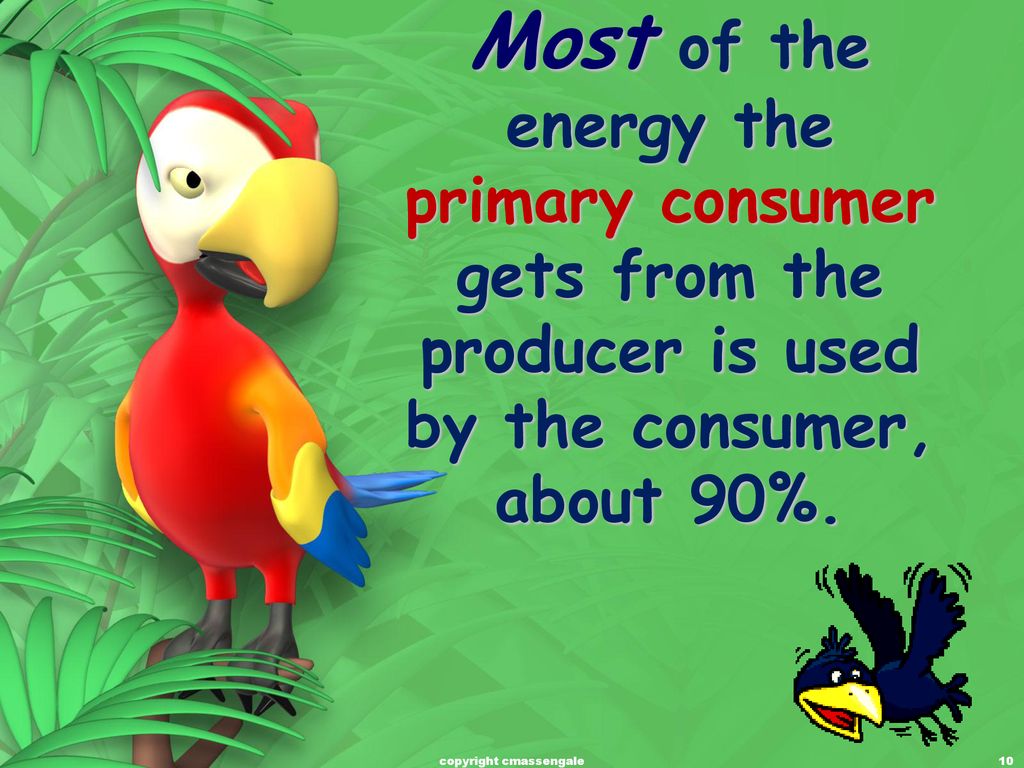 Science Starterโ Food Chains, Food Webs, and Energy Pyramids Biology Diagrams