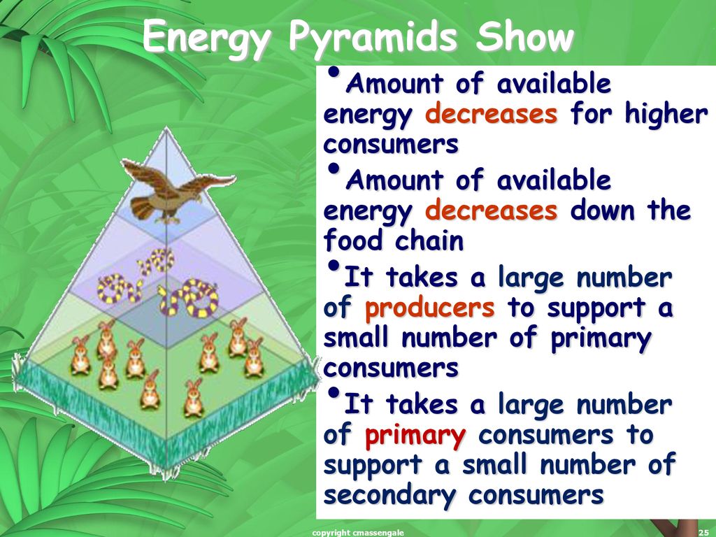 Science Starterโ Food Chains, Food Webs, and Energy Pyramids Biology Diagrams
